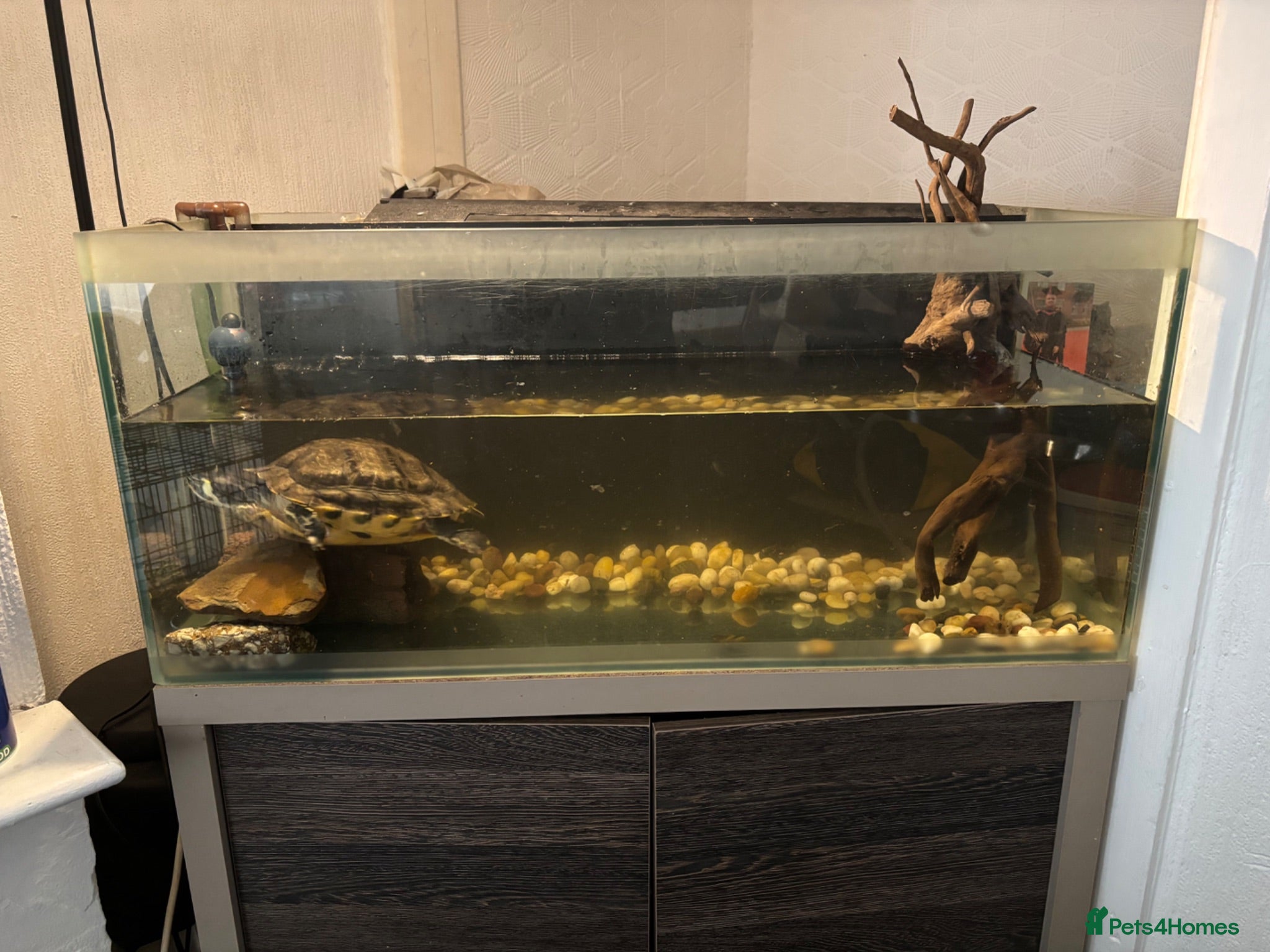 Turtle reptiles Yellow bellied slider and common musk turtle  - Advert 5
