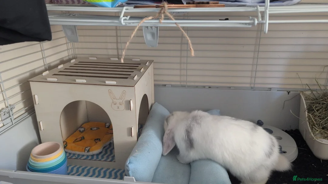 Mini Lop rabbits for sale: Lovely Mini Lop Rabbit  - Advert 2