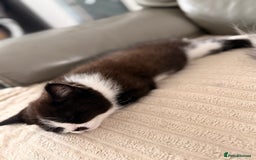 Persian cats for sale: Half Persian male  - Image 10