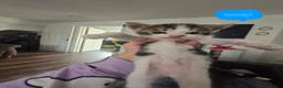 Mixed Breed cats for sale: Bengal Cross Kittens Ready for a Loving Home in Doncaster - Advert 6