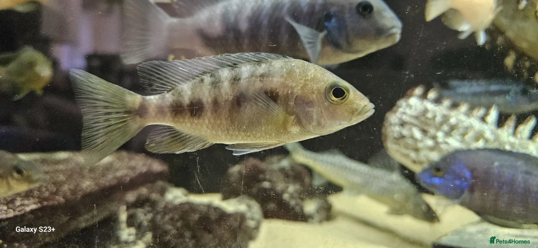 Other/Mixed Breed fish for sale: Assortment of fish  - Advert 20