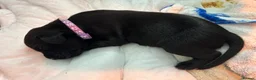Labrador Retriever dogs for sale: 8 gorgeous Labrador puppies  in Hull - Advert 2