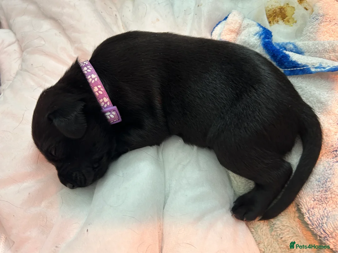 Labrador Retriever dogs for sale: 8 gorgeous Labrador puppies  in Hull - Advert 2