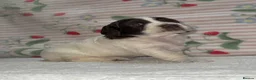 Cocker Spaniel dogs for sale: Beautiful puppy’s available soon - Advert 4