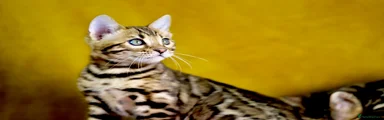 Bengal Kitten 1