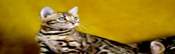 Bengal cats for sale: Pedigree Bengals Ready to leave us in March - Advert 1