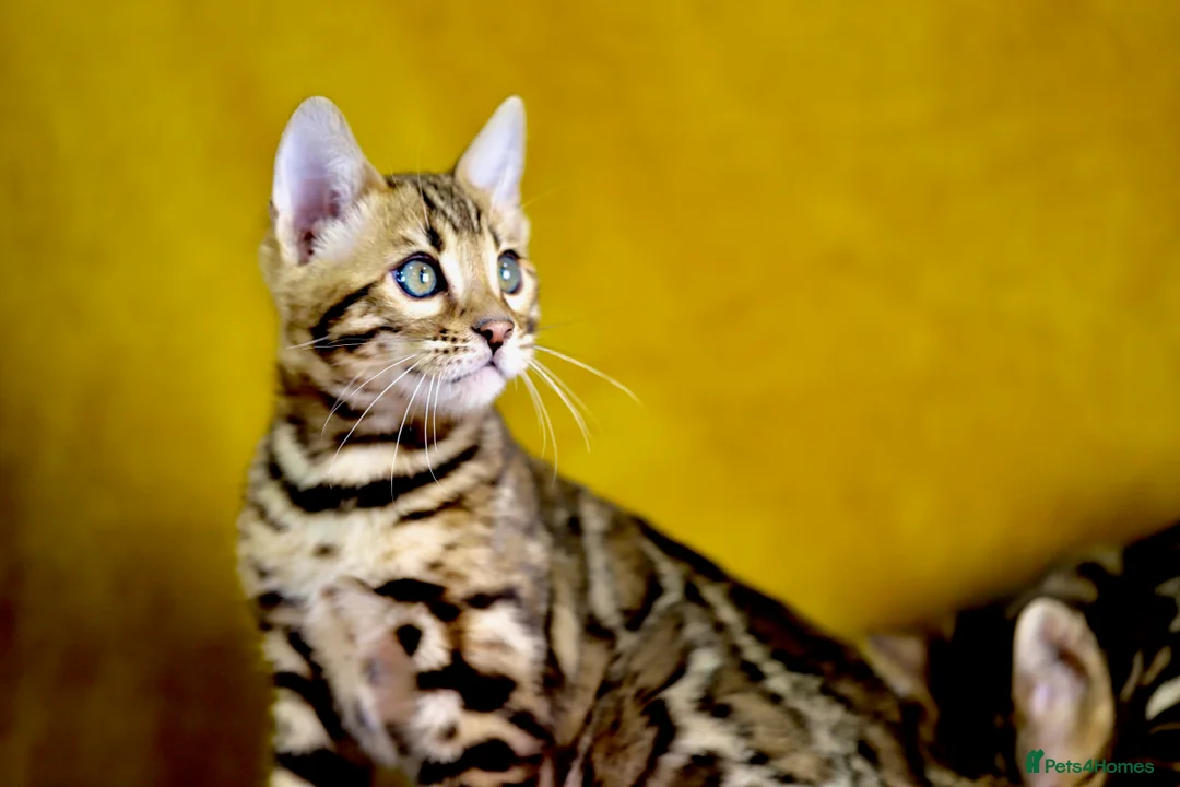Bengal cats for sale: Pedigree Bengals Ready to leave us in March - Advert 1