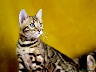Bengal cats Pedigree Bengals Ready to leave us in March - Advert 2