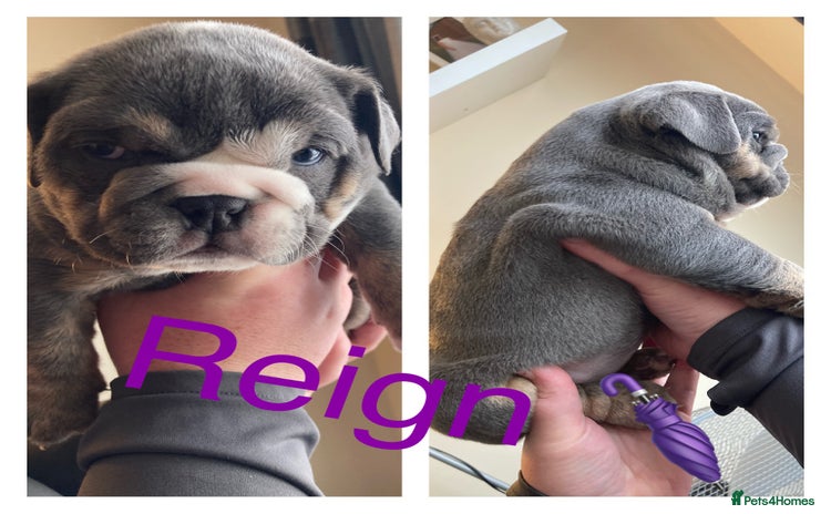 English Bulldog dogs - Advert 8