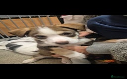 Mixed Breed dogs for sale: Husky mix puppies. Ready to leave! - Image 17