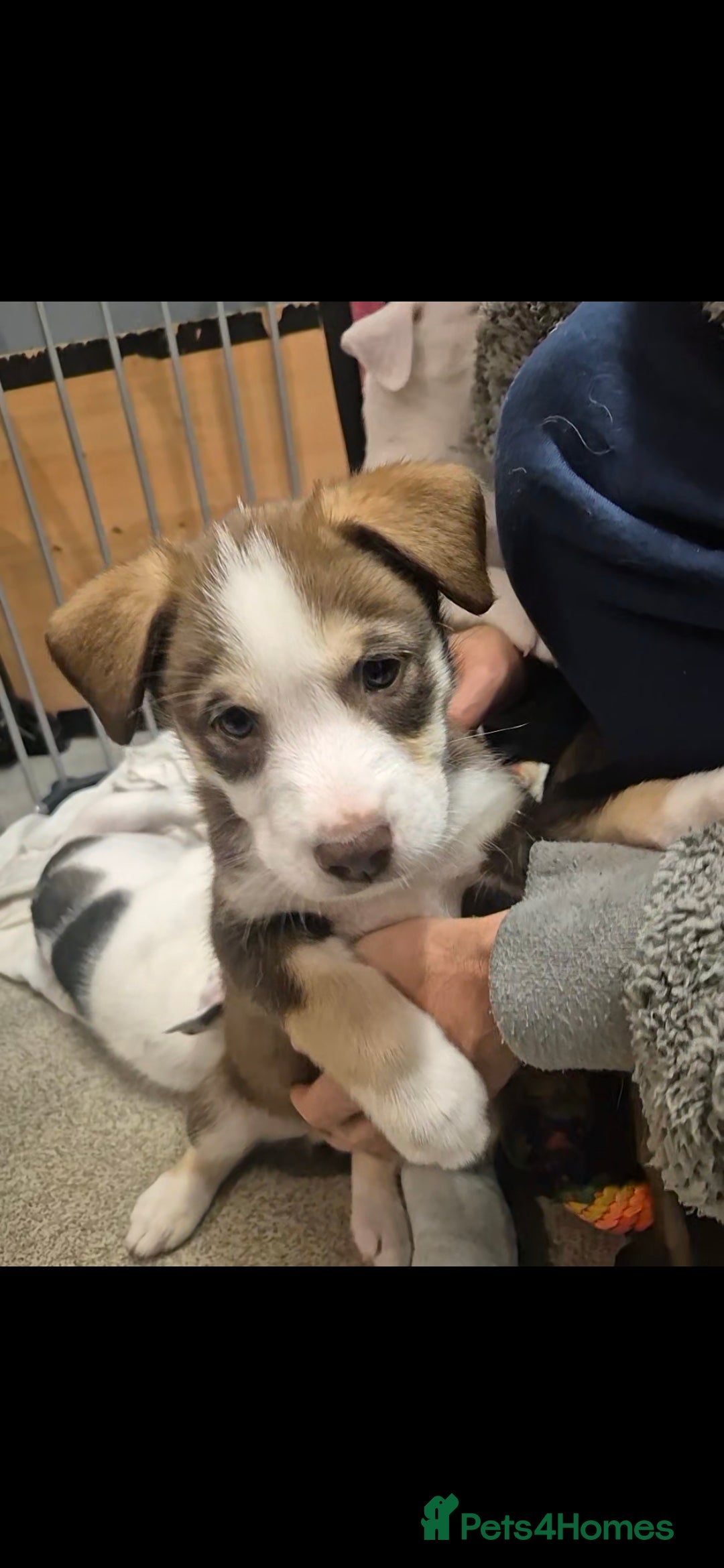 Mixed Breed dogs for sale: Husky mix puppies. Ready to leave! - Image 17