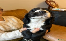 Cocker Spaniel dogs for sale: Cracking Cocker Spaniels  - Image 4
