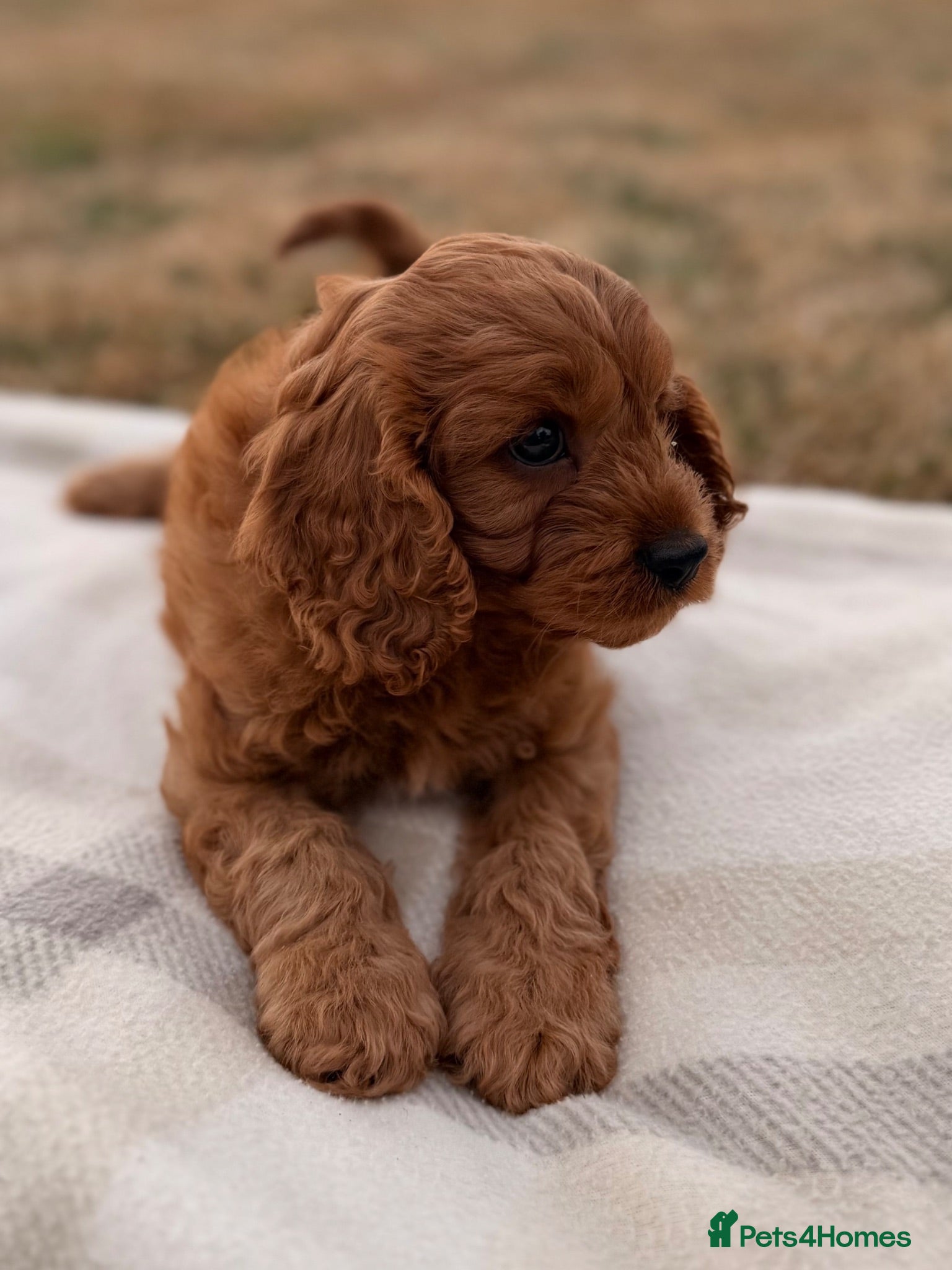 Cavapoo dogs Last girl left. Available now. - Advert 9