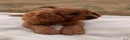 Cavapoo dogs for sale: Cavapoos, 🐶 ready 31st in Dereham - Advert 2