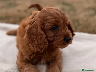 Cavapoo dogs Last girl left. Available now. - Advert 1
