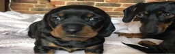 Miniature Dachshund dogs for sale: Miniature Dachshunds for sale - Advert 9