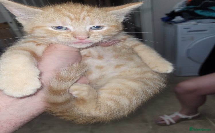 Domestic Shorthair cats - Advert 2