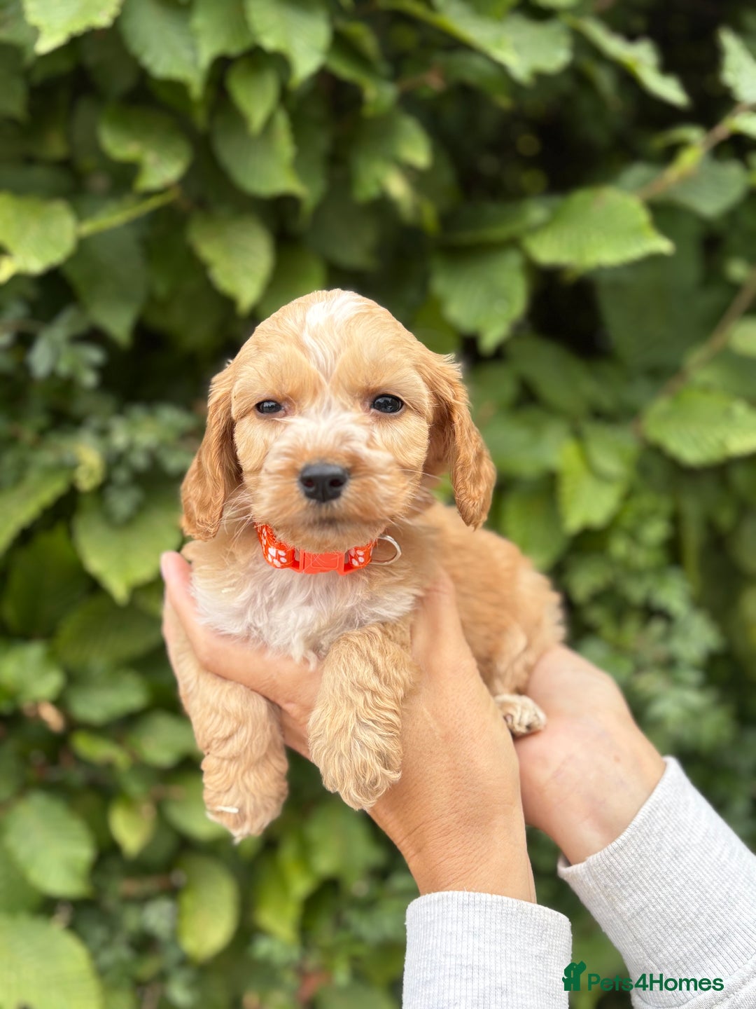 Cockapoo dogs for sale: Adorable F1 Cockapoo puppies - Image 8