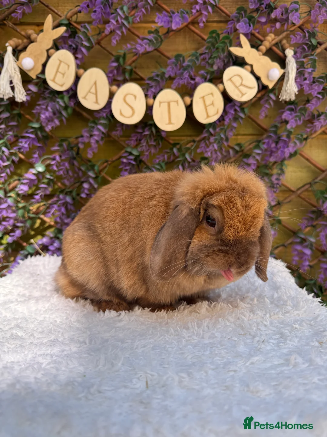 Mini Lop rabbits for sale: Mini lop does  - Advert 21