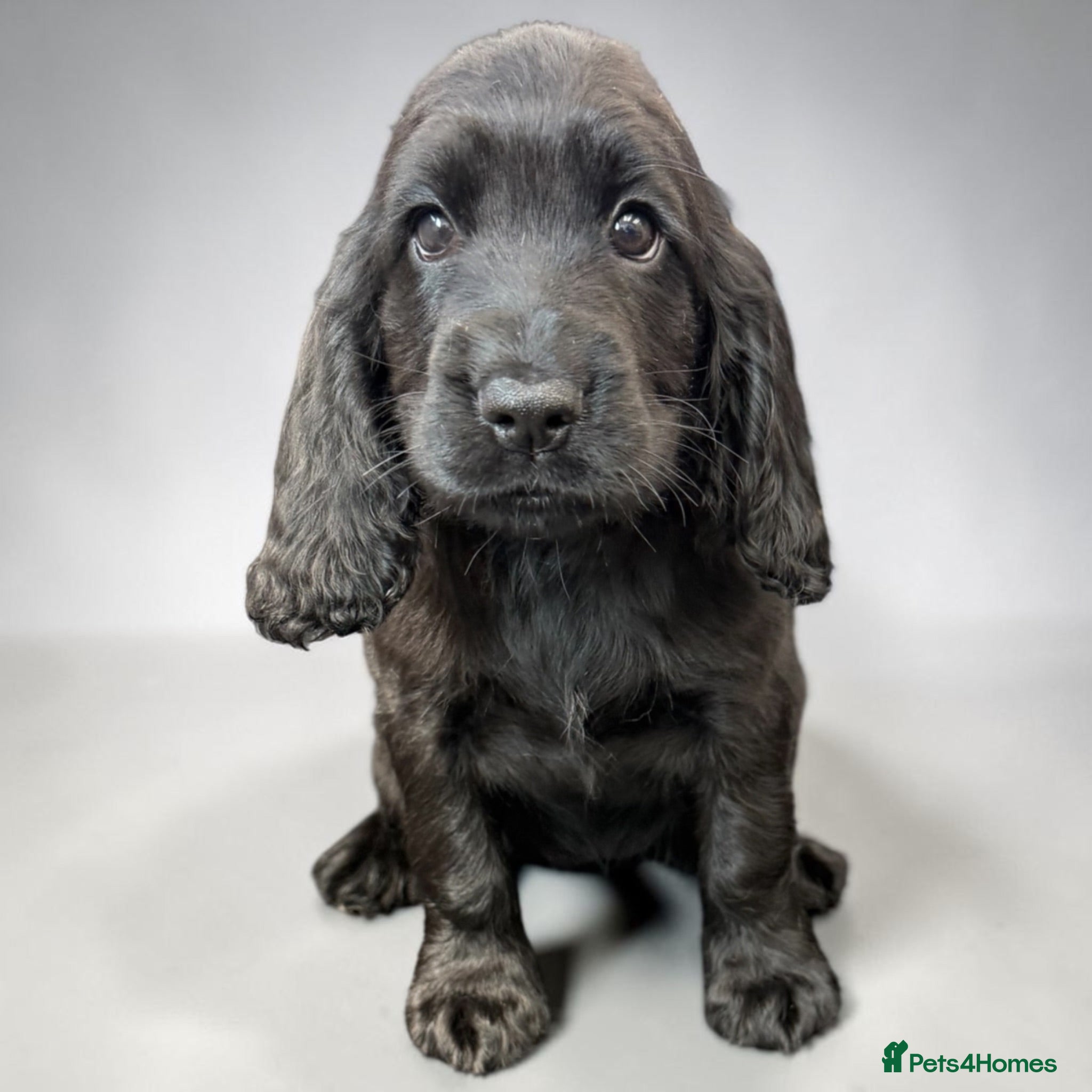 Cocker Spaniel dogs  Beautiful Cocker Spaniel show type pups  - Advert 1