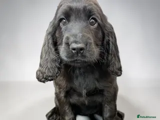 Cocker Spaniel dogs Beautiful Cocker Spaniel show type pups - Advert 1