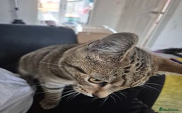 Mixed Breed cats for sale: Tabby x bengal kitten - Image 2