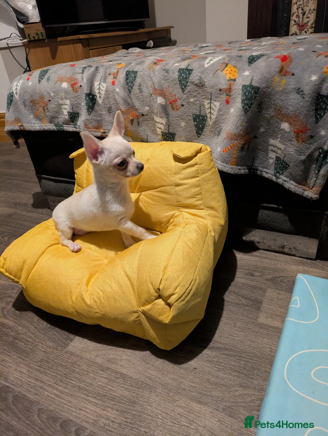 Chihuahua dogs for sale: ONE small toy pedigree Chihuahua - Advert 17