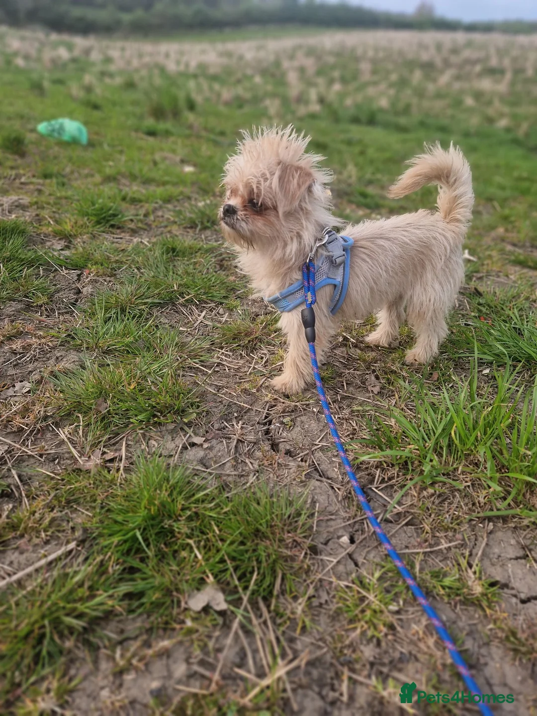 Mixed Breed dogs for sale: Male pup for sale  - Advert 5