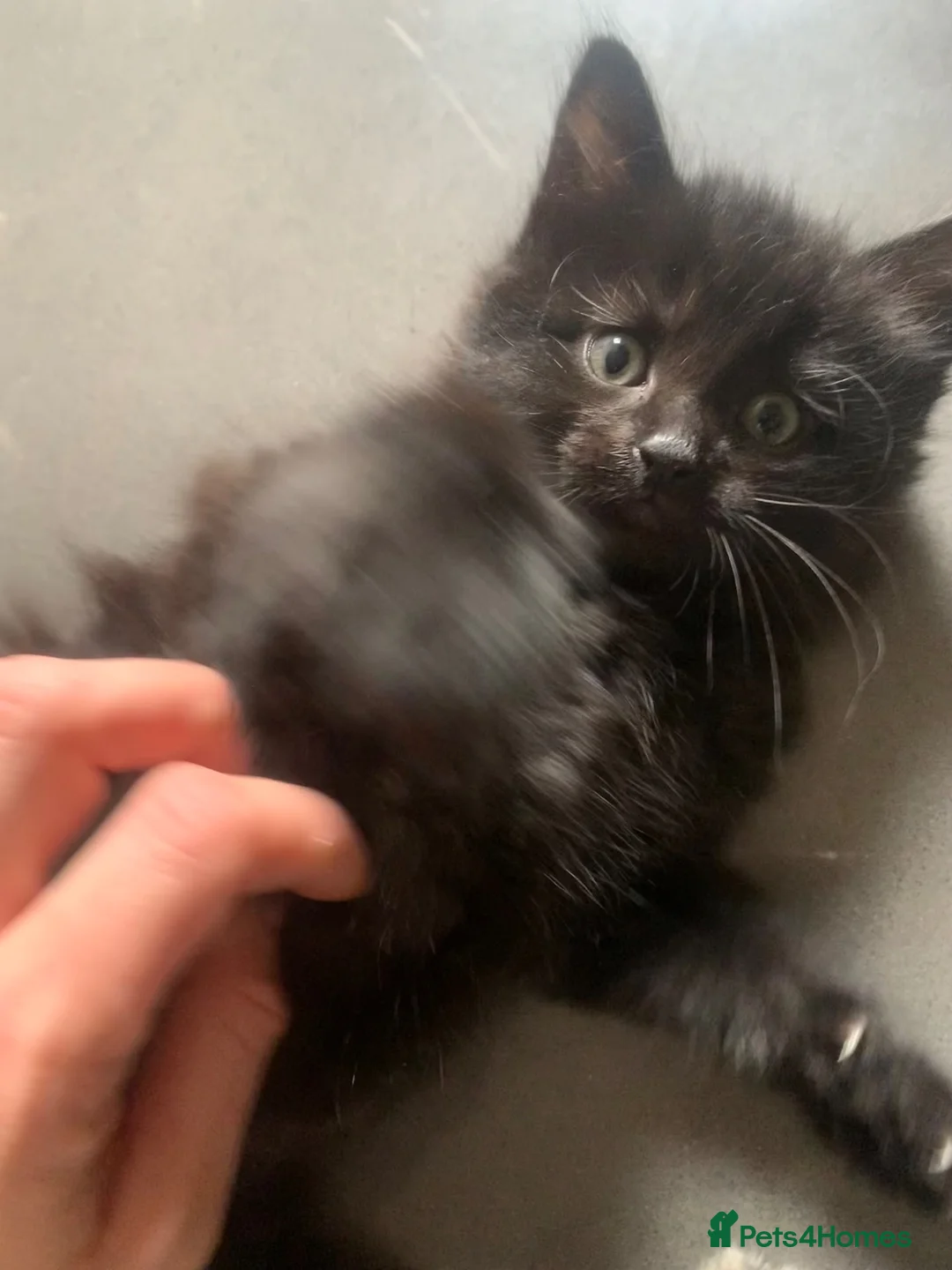 Mixed Breed cats for sale: 5 beautiful boy kittens  - Advert 35