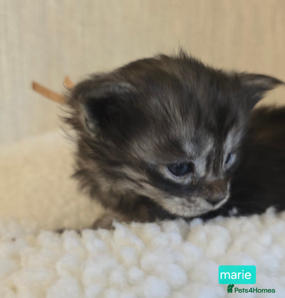 Maine Coon cats for sale: Maine Coon Kittens Smokes Large Russian Lines - Image 28