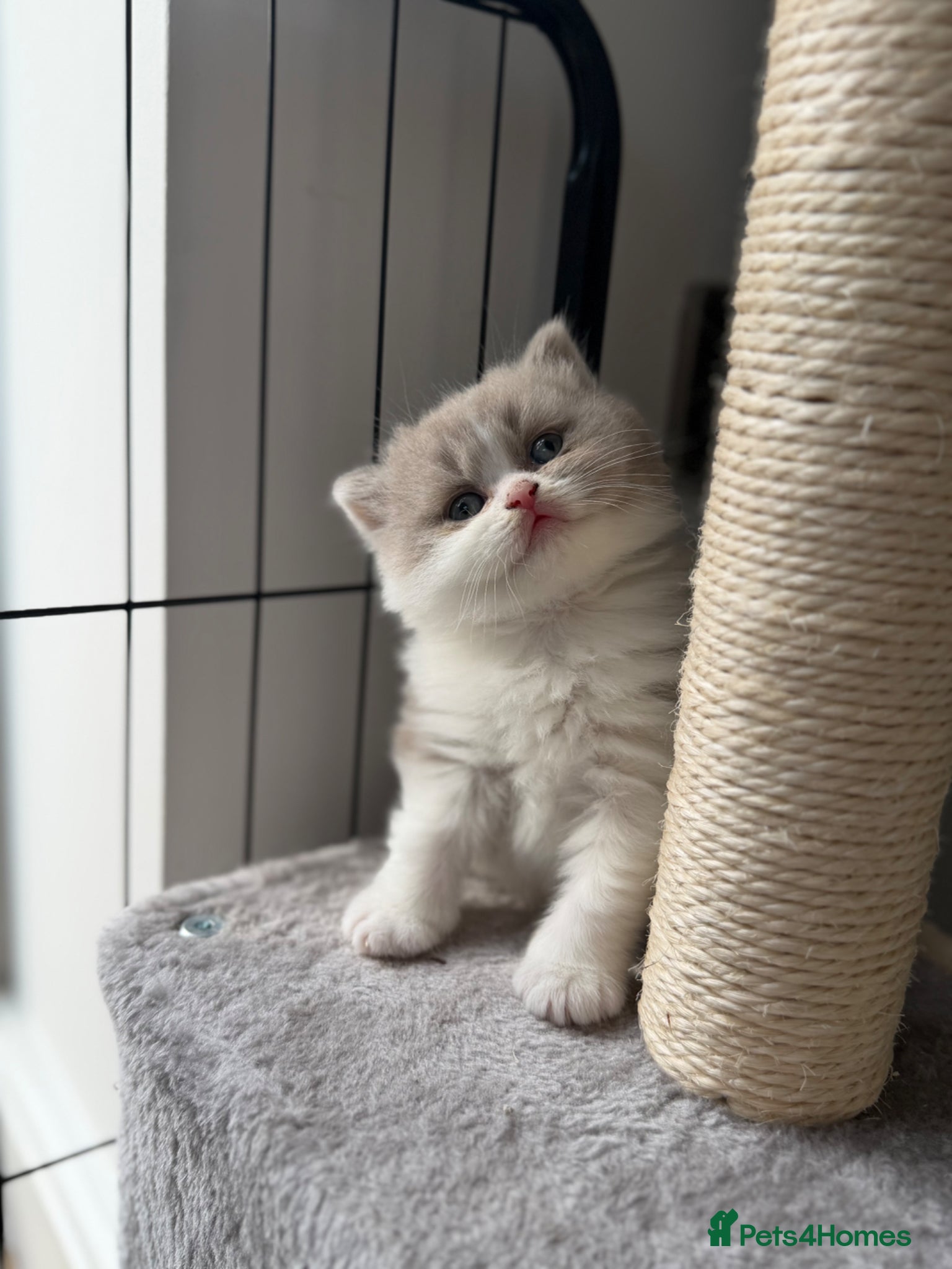 British Shorthair cats for sale: 3 Beautiful BSH, 1 BLH kittens - Advert 10