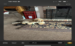 Cocker Spaniel dogs for sale: Show type cocker  - Image 7