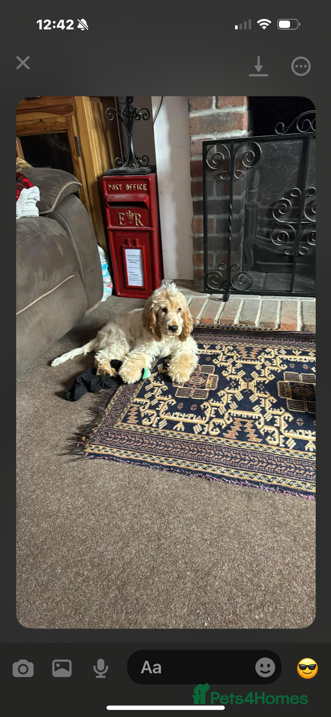 Cocker Spaniel dogs for sale: Show type cocker  - Image 7