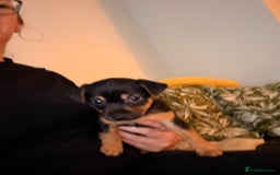 Jack Russell dogs for sale: Jack Russell Puppies - Advert 8