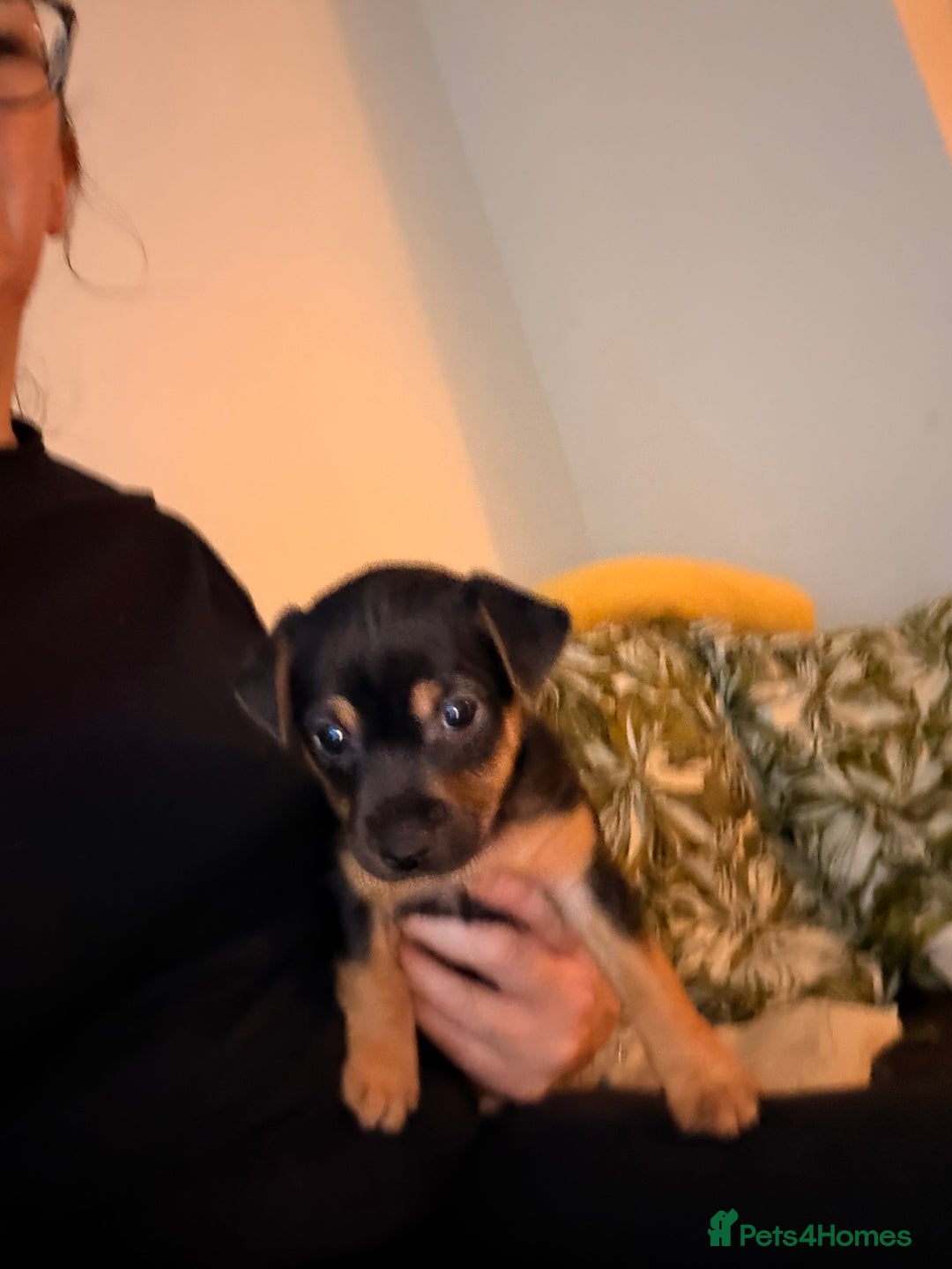 Jack Russell dogs for sale: Jack Russell Puppies - Advert 8