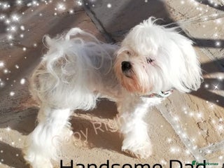 Maltese dogs in Blackpool - Advert 8