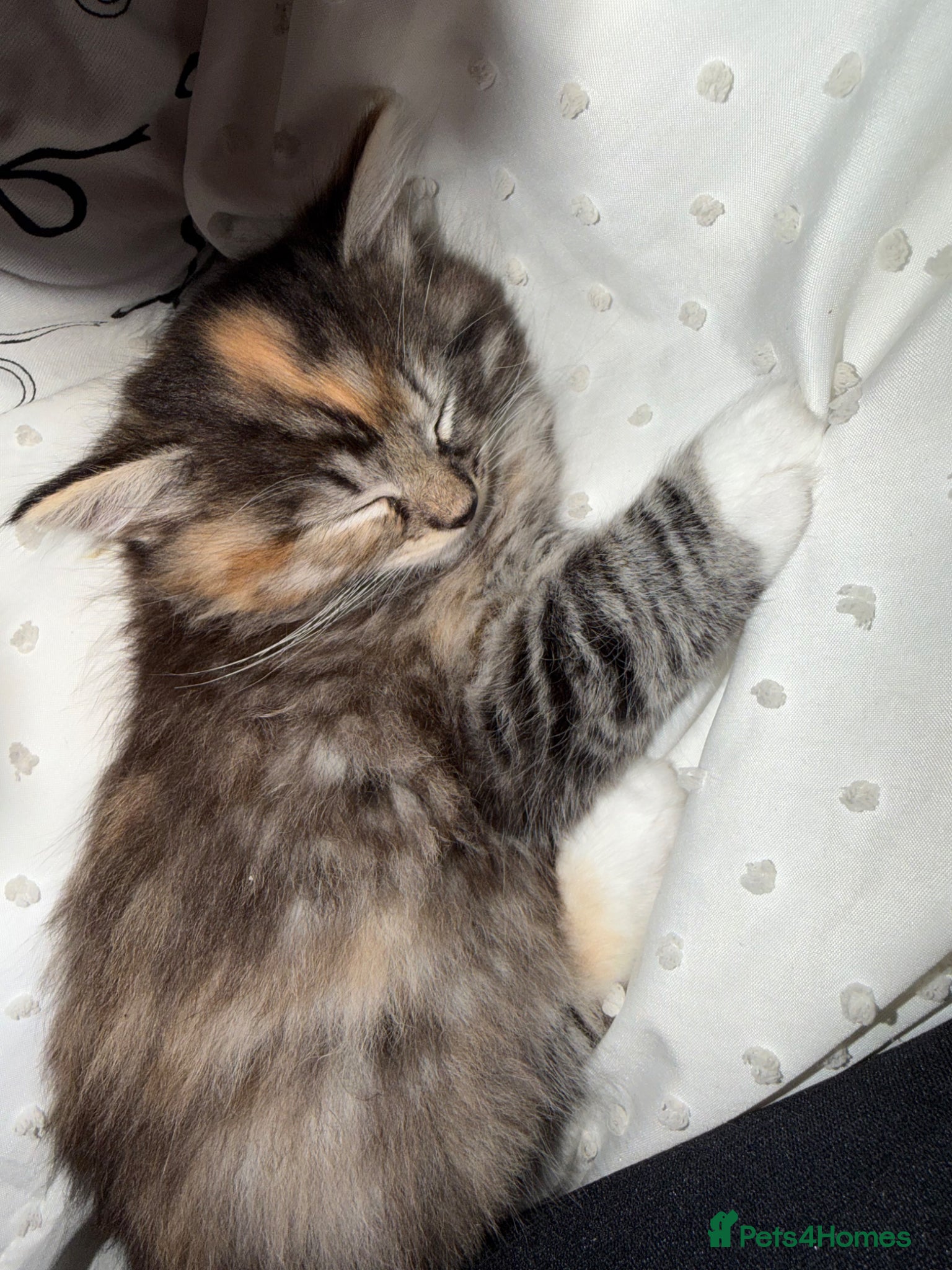 Mixed Breed cats Ready for forever home  - Advert 12