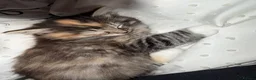 Mixed Breed cats for sale: Ready for forever home  - Advert 1