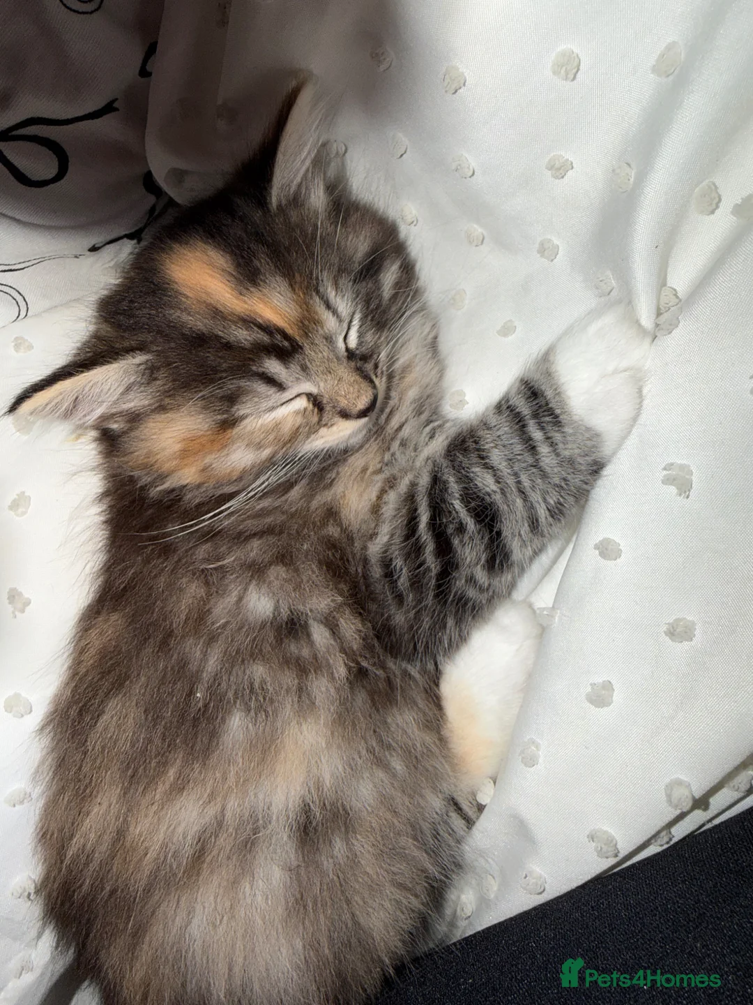Mixed Breed cats for sale: Ready for forever home  - Advert 1