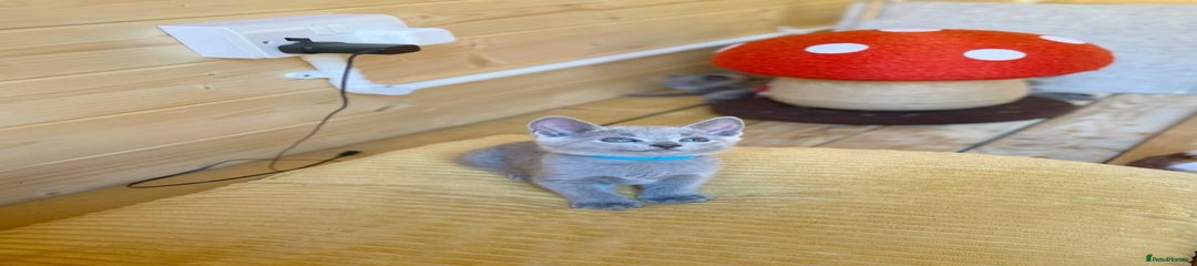Russian Blue Kitten 4