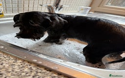 Miniature Schnauzer dogs for sale: Ready for our forever home’s miniature schnauzers  - Image 30