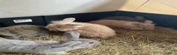 Mini Lion Lop rabbits for sale: Mini lion lop rabbits for sale - Advert 5