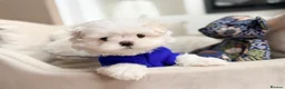 Maltese dogs for sale: Bambelina Full Korean Bloodline Maltese - Advert 9