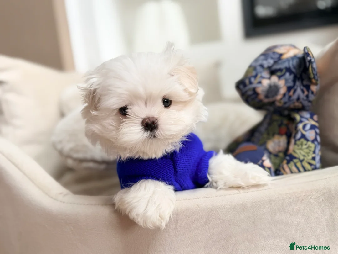 Maltese dogs for sale: Bambelina Full Korean Bloodline Maltese - Advert 9