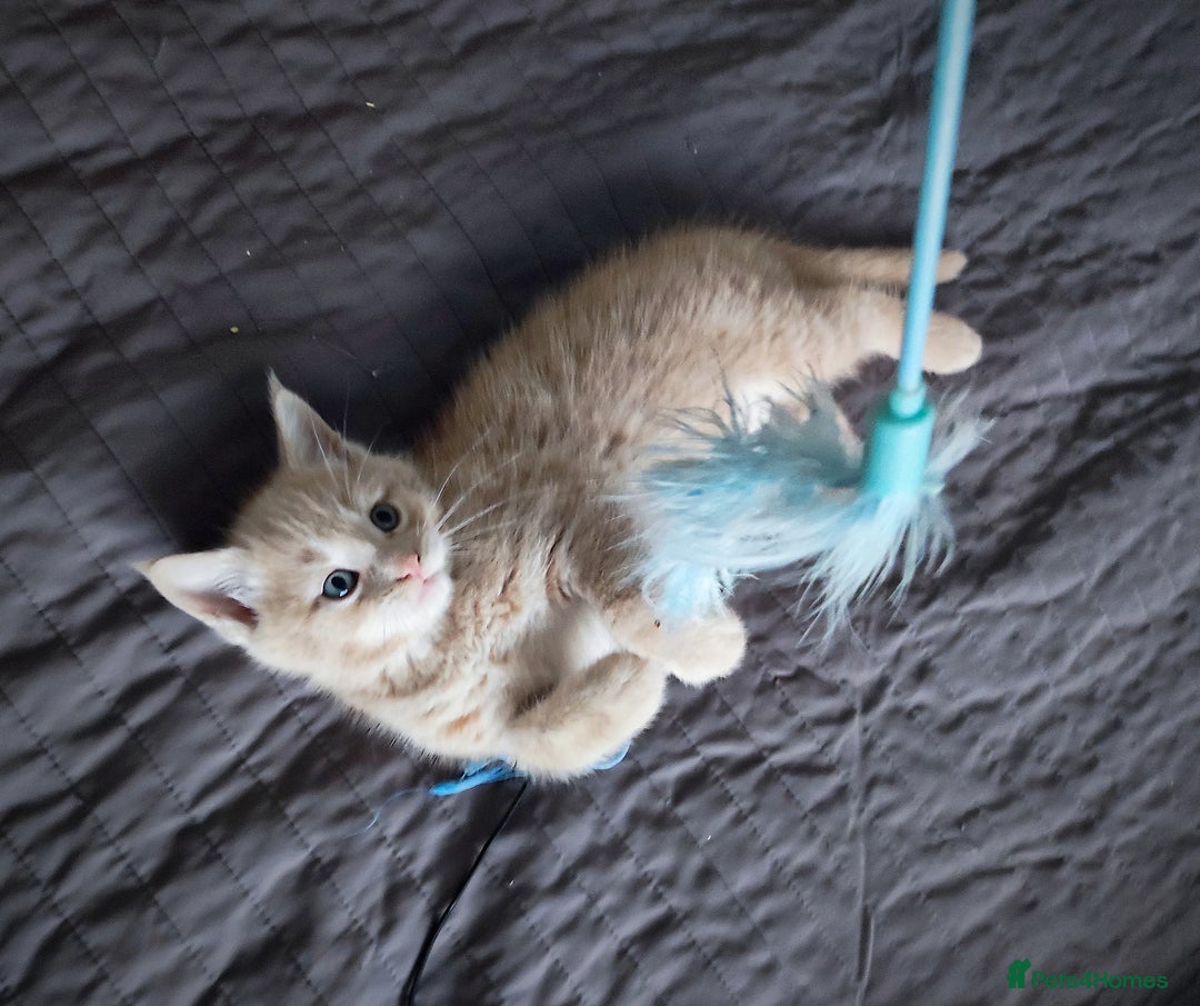 Mixed Breed cats for sale: 🐾 Affectionate Maine Coon Mix Kittens for Sale 🐾 - Advert 27