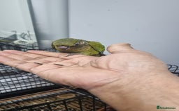 Conures birds for sale: tame green chick conure  - Image 6