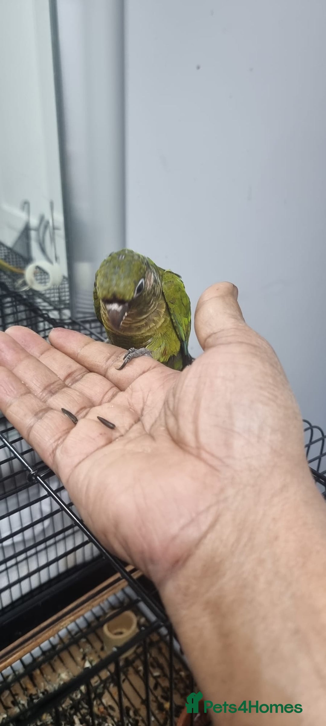 Conures birds for sale: tame green chick conure  - Image 6