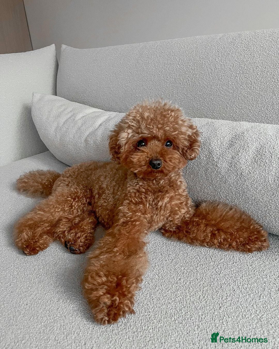 Toy Poodle dogs Toy Poodle Milo – Friendly & Well Trained - Advert 2