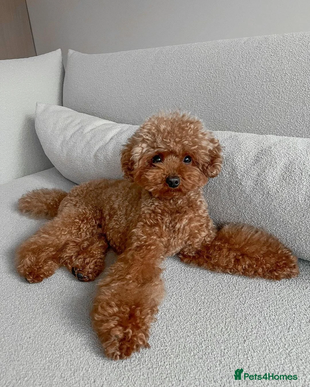 Toy Poodle dogs for sale: Toy Poodle Milo – Friendly & Well Trained - Advert 1