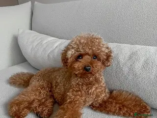 Toy Poodle dogs Toy Poodle Milo – Friendly & Well Trained - Advert 4